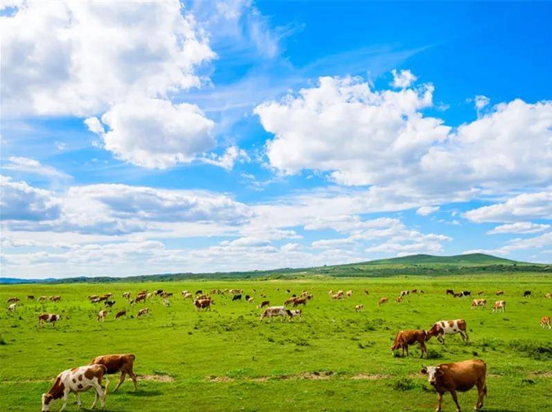 内蒙古,内蒙古,探寻小巷中的独特风味